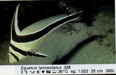 Equetus lanceolatus